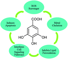 Graphical abstract: Gallic acid: a versatile antioxidant with promising therapeutic and industrial applications