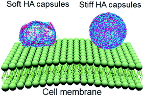 Graphical abstract: The role of capsule stiffness on cellular processing