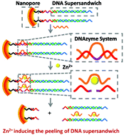 Graphical abstract: Sensitive Zn2+ sensor based on biofunctionalized nanopores via combination of DNAzyme and DNA supersandwich structures