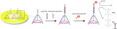 Graphical abstract: Electrochemical detection of PCR amplicons of Escherichia coli genome based on DNA nanostructural probes and polyHRP enzyme