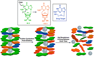 Graphical abstract: A G4·K+ hydrogel that self-destructs