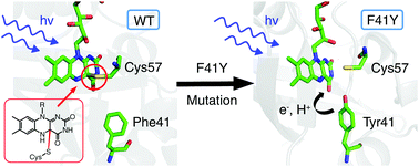 Graphical abstract: Switching from adduct formation to electron transfer in a light–oxygen–voltage domain containing the reactive cysteine