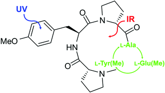 Graphical abstract: Structural analyses of isolated cyclic tetrapeptides with varying amino acid residues
