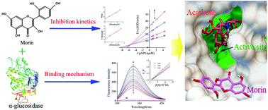 Graphical abstract: Inhibitory mechanism of morin on α-glucosidase and its anti-glycation properties