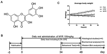 Graphical abstract: Myricetin alleviates cuprizone-induced behavioral dysfunction and demyelination in mice by Nrf2 pathway