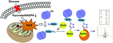 Graphical abstract: A clickable glutathione approach for identification of protein glutathionylation in response to glucose metabolism