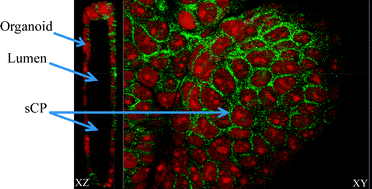 Graphical abstract: Ceruloplasmin is regulated by copper and lactational hormones in PMC42-LA mammary epithelial cell culture models