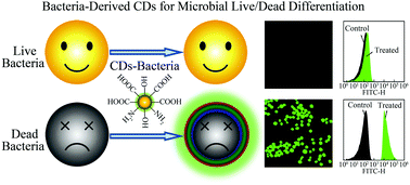 Graphical abstract: Bacteria-derived fluorescent carbon dots for microbial live/dead differentiation