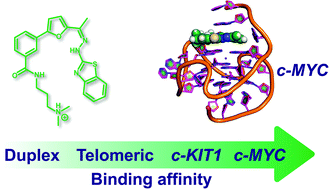 Graphical abstract: Benzothiazole hydrazones of furylbenzamides preferentially stabilize c-MYC and c-KIT1 promoter G-quadruplex DNAs