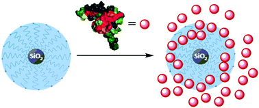 Graphical abstract: Synthesis of polymers and nanoparticles bearing polystyrene sulfonate brushes for chemokine binding