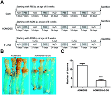 Graphical abstract: Analysis of metabonomic profiling alterations in a mouse model of colitis-associated cancer and 2-deoxy-d-glucose treatment