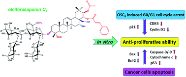 Graphical abstract: Oleiferasaponin C6 from the seeds of Camellia oleifera Abel.: a novel compound inhibits proliferation through inducing cell-cycle arrest and apoptosis on human cancer cell lines in vitro