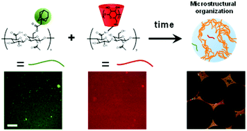 Graphical abstract: Evolution of hierarchical porous structures in supramolecular guest–host hydrogels