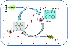 Graphical abstract: A pH responsive AIE probe for enzyme assays