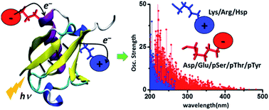 Graphical abstract: Optical backbone-sidechain charge transfer transitions in proteins sensitive to secondary structure and modifications