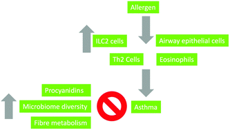 Graphical abstract: Progress in the understanding of the pathology of allergic asthma and the potential of fruit proanthocyanidins as modulators of airway inflammation