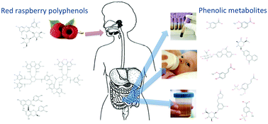 Graphical abstract: An exploratory study of red raspberry (Rubus idaeus L.) (poly)phenols/metabolites in human biological samples