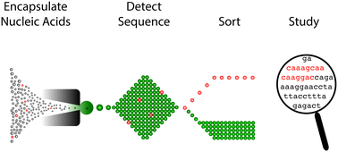 Graphical abstract: Finding a helix in a haystack: nucleic acid cytometry with droplet microfluidics