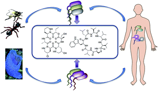 Graphical abstract: Symbiosis-inspired approaches to antibiotic discovery