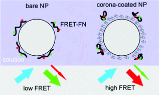 Graphical abstract: Probing fibronectin conformation on a protein corona layer around nanoparticles