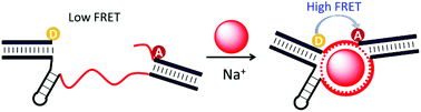 Graphical abstract: Splitting a DNAzyme enables a Na+-dependent FRET signal from the embedded aptamer