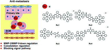 Graphical abstract: Anthraquinone-bridged diruthenium(ii) complexes inhibit migration and invasion of human hepatocarcinoma MHCC97-H cells