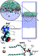 Graphical abstract: Molecular-level insight into the binding of arginine to a zwitterionic Langmuir monolayer