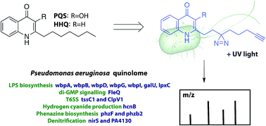 Graphical abstract: Proteome-wide mapping of PQS-interacting proteins in Pseudomonas aeruginosa