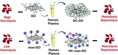 Graphical abstract: Covalent functionalization of graphene oxide with d-mannose: evaluating the hemolytic effect and protein corona formation