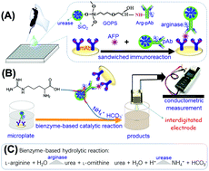 Graphical abstract: Conductometric immunoassay of alpha-fetoprotein in sera of liver cancer patients using bienzyme-functionalized nanometer-sized silica beads