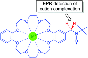 Graphical abstract: EPR sensing of metal and organic cations using a novel spin-labelled dibenzo-24-crown-8-ether