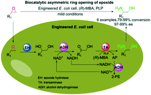 Graphical abstract: Asymmetric ring opening of racemic epoxides for enantioselective synthesis of (S)-β-amino alcohols by a cofactor self-sufficient cascade biocatalysis system