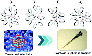 Graphical abstract: In vitro cytotoxicity and in vivo zebrafish toxicity evaluation of Ru(ii)/2-mercaptopyrimidine complexes