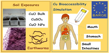 Graphical abstract: Determination of the bioaccessible fraction of cupric oxide nanoparticles in soils using an in vitro human digestibility simulation