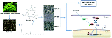 Graphical abstract: Ginnalin A from Kujin tea (Acer tataricum subsp. ginnala) exhibits a colorectal cancer chemoprevention effect via activation of the Nrf2/HO-1 signaling pathway