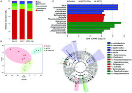 Graphical abstract: Modulation of gut microbiota by chlorogenic acid pretreatment on rats with adrenocorticotropic hormone induced depression-like behavior