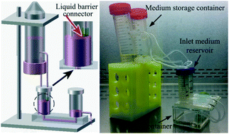 Graphical abstract: A hydrostatic pressure-driven passive micropump enhanced with siphon-based autofill function