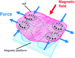 Graphical abstract: Localized mechanical stimulation of single cells with engineered spatio-temporal profile