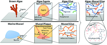 Graphical abstract: Algae–mussel-inspired hydrogel composite glue for underwater bonding