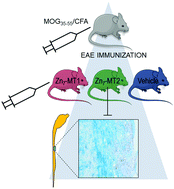 Graphical abstract: Mouse metallothionein-1 and metallothionein-2 are not biologically interchangeable in an animal model of multiple sclerosis, EAE