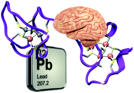 Graphical abstract: Pb(ii) binding to the brain specific mammalian metallothionein isoform MT3 and its isolated αMT3 and βMT3 domains