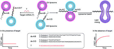 Graphical abstract: Detection of microRNA biomarkers via inhibition of DNA-mediated liposome fusion