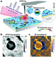 Graphical abstract: The chemical fingerprint of hair melanosomes by infrared nano-spectroscopy