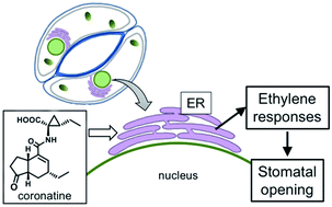 Graphical abstract: The alkyne-tag Raman imaging of coronatine, a plant pathogen virulence factor, in Commelina communis and its possible mode of action