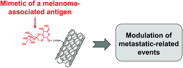 Graphical abstract: Conjugation of a GM3 lactone mimetic on carbon nanotubes enhances the related inhibition of melanoma-associated metastatic events