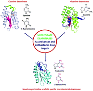 Graphical abstract: Nucleobase deaminases: a potential enzyme system for new therapies