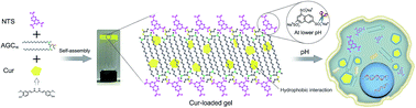 Graphical abstract: Self-assembled pH-responsive supramolecular hydrogel for hydrophobic drug delivery