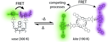 Graphical abstract: Disentanglement of excited-state dynamics with implications for FRET measurements: two-dimensional electronic spectroscopy of a BODIPY-functionalized cavitand