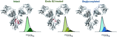 Graphical abstract: Hybrid mass spectrometry methods reveal lot-to-lot differences and delineate the effects of glycosylation on the tertiary structure of Herceptin®