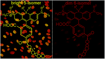 Graphical abstract: Rhodamine–Hoechst positional isomers for highly efficient staining of heterochromatin